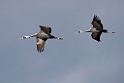 White-naped Crane20170212_DSC8104