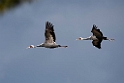 White-naped Crane20170212_DSC8105