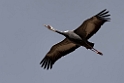 White-naped Crane20170212_DSC8127