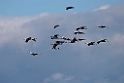 White-naped Crane20170212_DSC8135