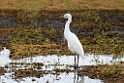Yellow-billed Egret20170215_DSC8374