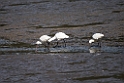 black-faced spoonbill20170212_DSC8060