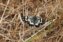 Galathea (Marbled White)_DSC7476