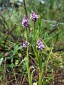 Horndrager_DSC7450