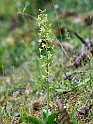 Platanthera holmboui_DSC7422