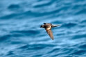 Bulwers petrel.20100827_1598