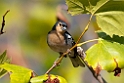Chaffinch.20100827_1689