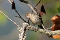 Chaffinch.20100827_1697