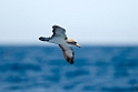 Corys Shearwater.20100827_1540