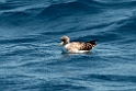 Corys Shearwater.20100827_1559