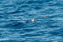 Corys Shearwater.20100827_1566