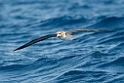 Corys shearwater.20100827_1568