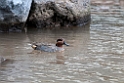 Green-winged teal.201031aug_7822