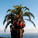 Palme.20100827_1714