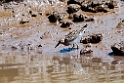 Pectoral Sandpiper.201031aug_7864