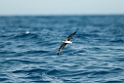 Petrel.20100827_1632