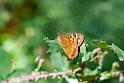 Sommerfugl.201030aug_7936