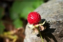 jorbear.201030aug_7927