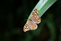 sommerfugl.20100827_1707