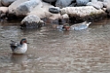 teals.201031aug_7759