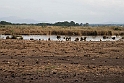 Albufera.20161022_6133