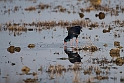 Sultanshøne.20161022_6144
