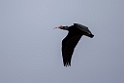 Eremit Ibis.20160313_7111