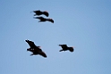Eremit Ibis.20160313_7222