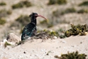 Eremit ibis.20160313_7158