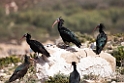 Eremit ibis.20160313_7182