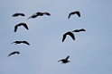 Eremit ibis.20160313_7214