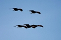 Eremit ibis.20160313_7218