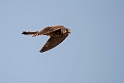 Tårnfalk.20160313_7118