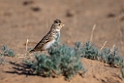 Asian Short-toed Lark.202223jun_0773