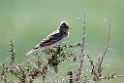 Asien Short-toed Lark.202219jun_0604