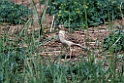 Blyths pipit.202217jun_0486
