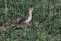 Blyths pipit.202217jun_0493