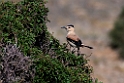 Hendersons Ground Jay.202223jun_0792