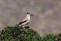 Hendersons Ground Jay.202223jun_0811