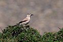 Hendersons Ground jay.202223jun_0801
