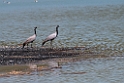 Jomfrutrane.202213jun_0410