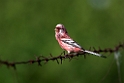 Long-tailed Rosefinch.202227jun_0994