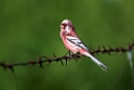 Long-tailed Rosefinch.202227jun_1010