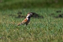 Mongolian Lark.202213jun_0425