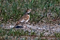 Mongolian lark.202213jun_0419