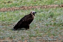Munkegrib.202216jun_0452