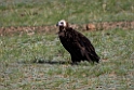 Munkegrib.202216jun_0457
