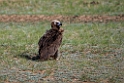 Munkegrib.202216jun_0461