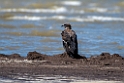 Pallas Sea-eagle.202219jun_0633
