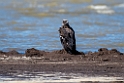 Pallas Sea-eagle.202219jun_0634